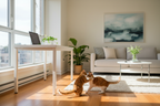 Pet owner working at desk with laptop while two cats play calmly on a sunlit wooden floor