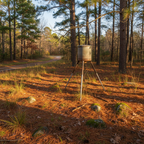 Tripod-style game feeder standing in a pine forest clearing surrounded by fallen leaves in late afternoon light