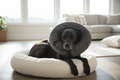Dog wearing Vet Worthy Inflatable Protective Collar resting comfortably on dog bed — soft inflatable recovery cone alternative for dogs