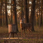 White-tailed deer buck standing alert at the edge of a forest clearing near a game feeder at dusk