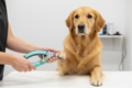Owner clipping golden retriever nail with Miracle Care QuickFinder Deluxe clipper showing green safe-to-clip sensor light — stress-free dog nail grooming